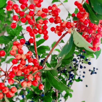 9C779A41-4A34-4CE9-B0AE-D1E16978A706